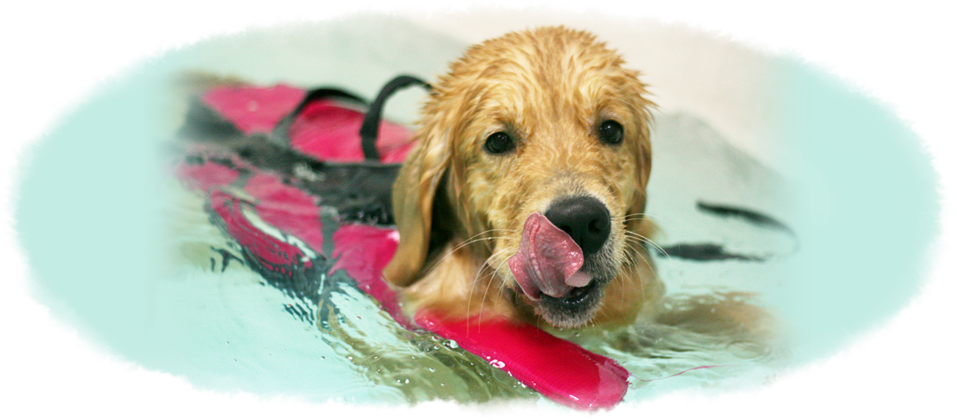 Canine wellness best sale