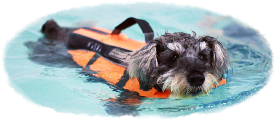 Diy dog hotsell life jacket